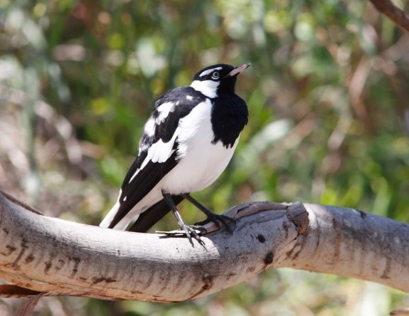 http://www.birdlife.org.au/images/sized/images/uploads/bird_profiles/magpie-lark-ct580-580x448.jpg