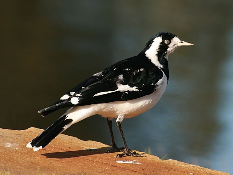 File:Magpie Lark female.jpg